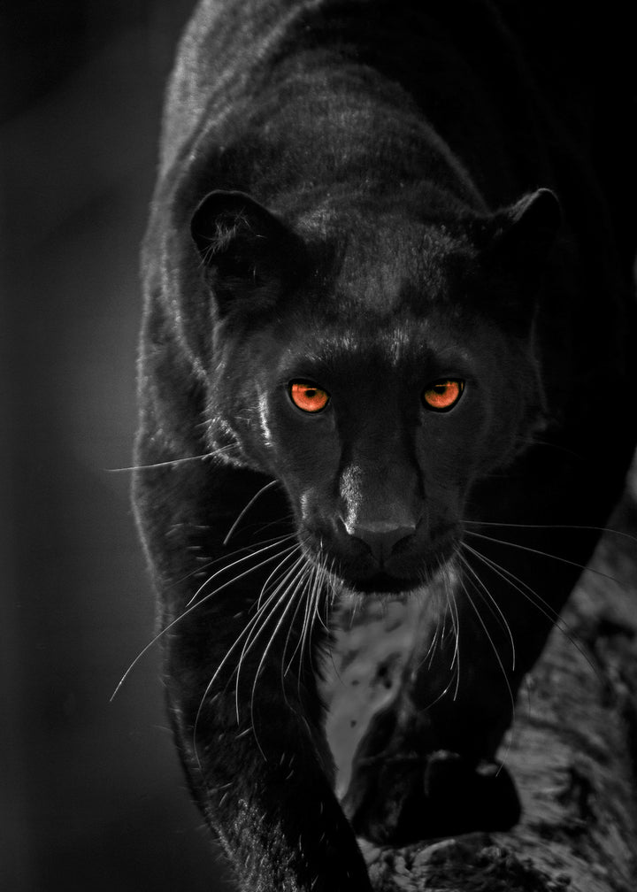 Juliste - Hunter