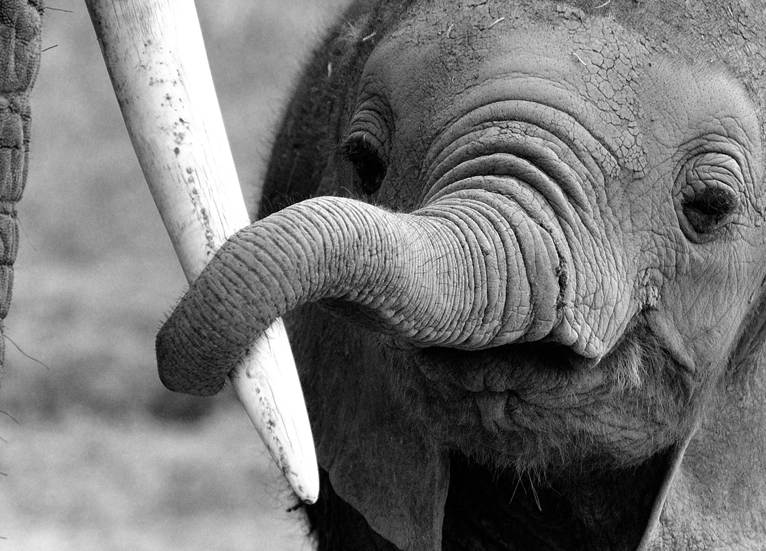 Ljuddämpande tavla - Elefant