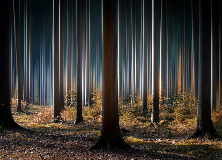 Ljuddämpande tavla - Skog Tavlor