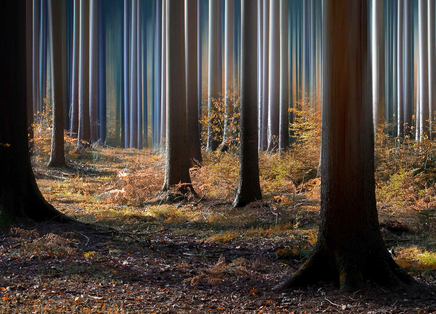 Ljuddämpande tavla - Skog Tavlor