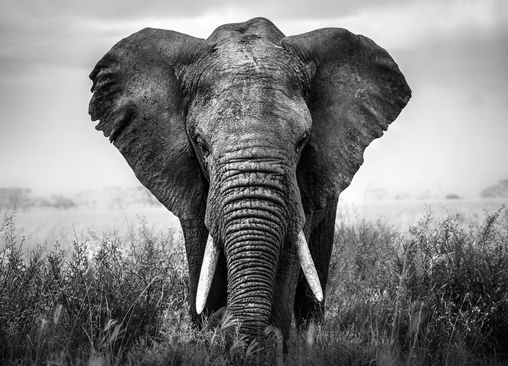 Ljuddämpande tavla - Elefant i svartvita nyanser