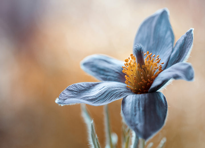 Ljuddämpande tavla - Tavlor på Blå blommor