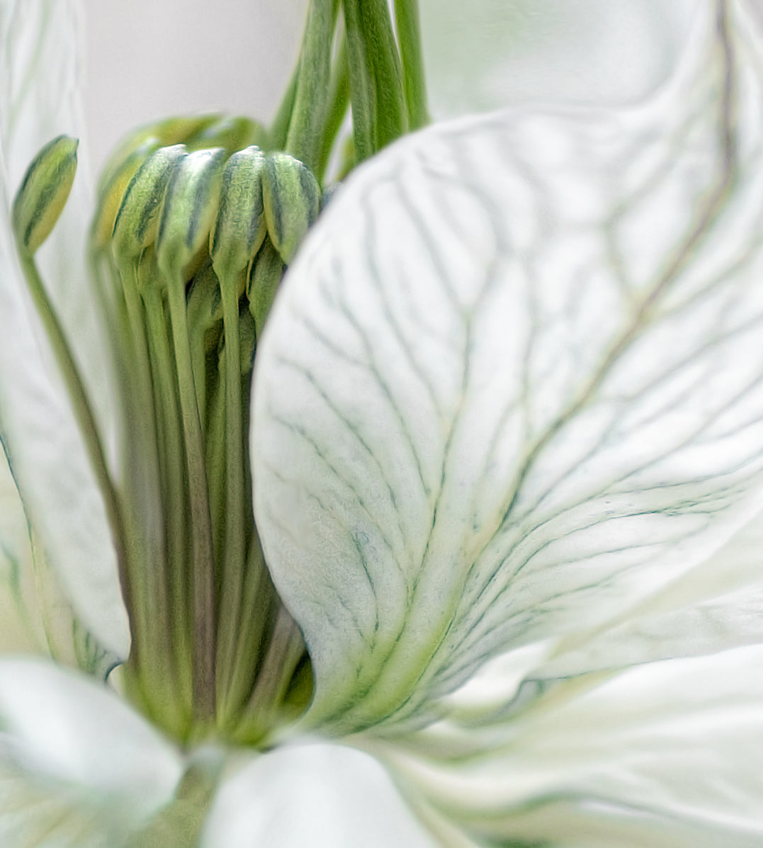 Ljuddämpande tavla - Vita Blommor - Tavlor på blommor