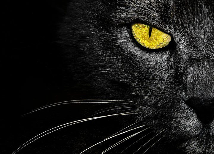 Ljuddämpande tavla - Svart Katt - Tavla