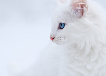 Ljuddämpande tavla - Vit Katt Sense