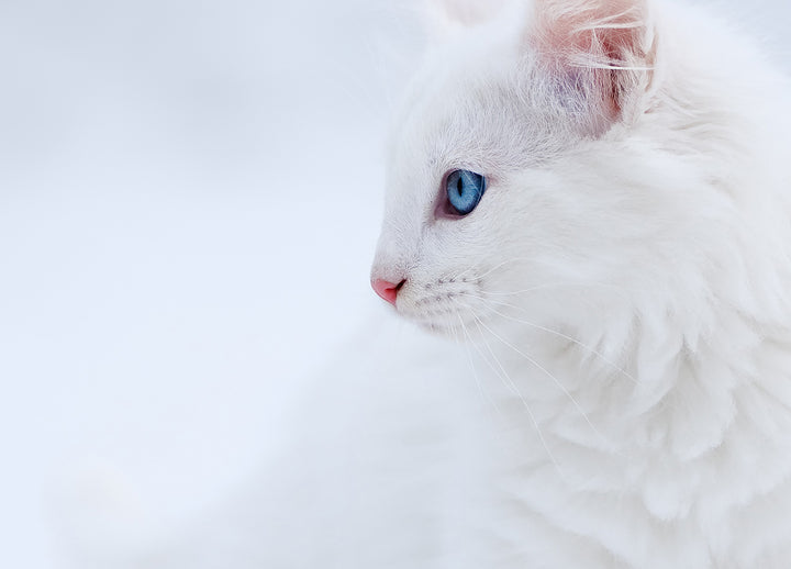 Ljuddämpande tavla - Vit Katt Sense