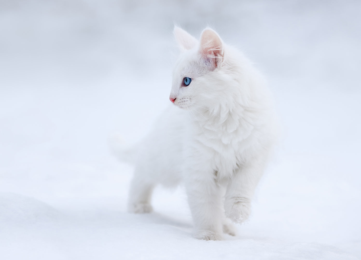 Ljuddämpande tavla - Vit Katt Sense