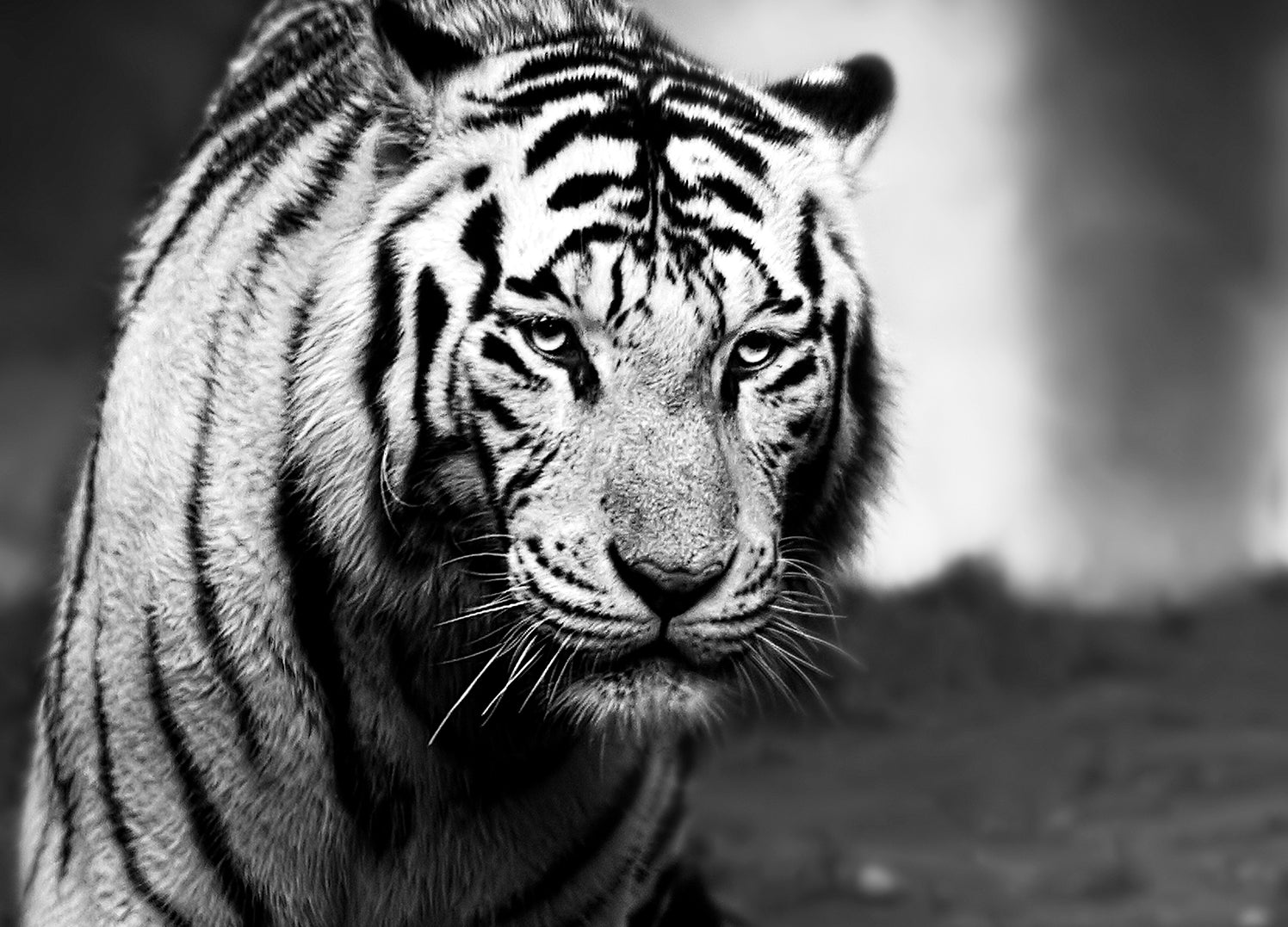 Ljuddämpande tavla - Tavla Hunting Tiger