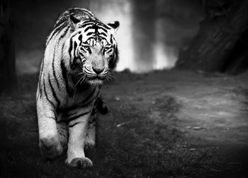 Ljuddämpande tavla - Tavla Hunting Tiger