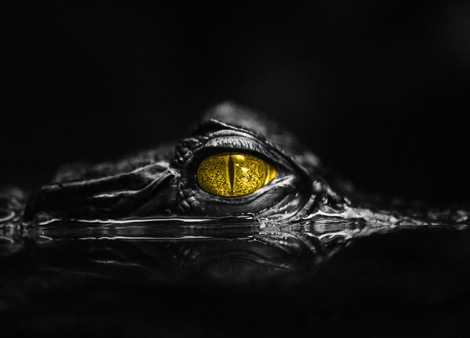 Ljuddämpande tavla - Krokodil