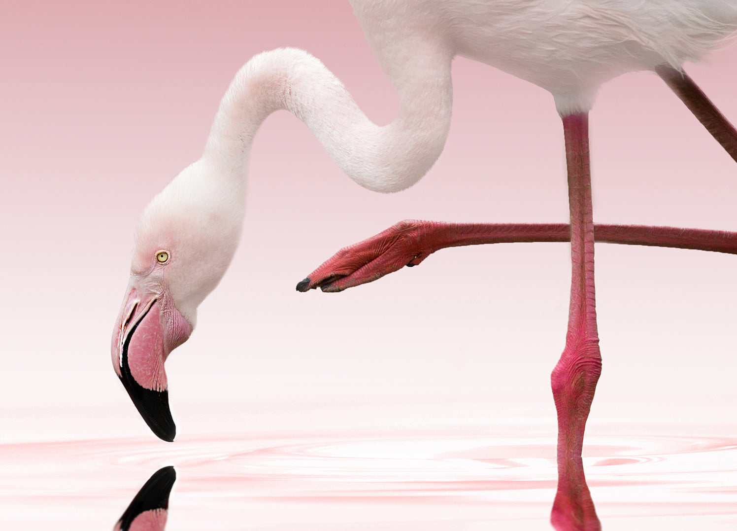 Ljuddämpande tavla - Rosa - Flamingo