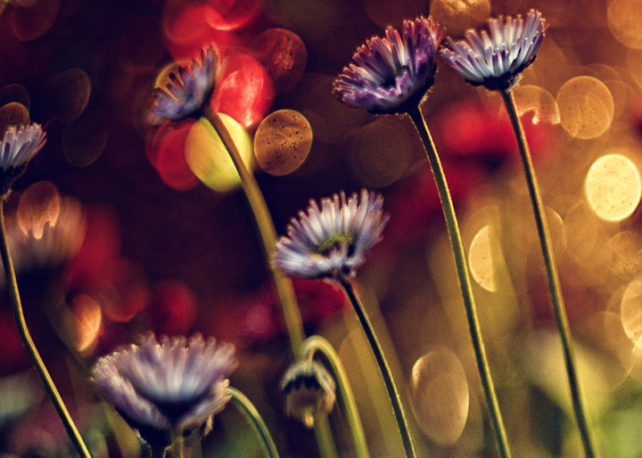 Ljuddämpande tavla - Dandelions