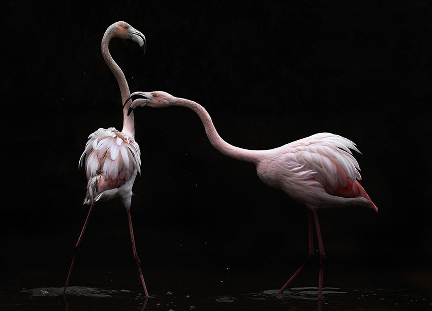 Ljuddämpande tavla - Flamingos