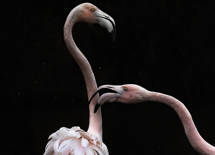 Ljuddämpande tavla - Flamingos