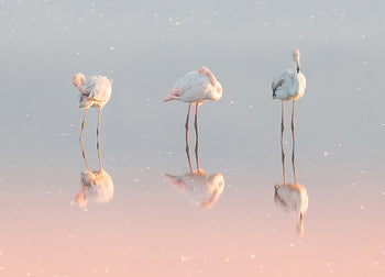 Ljuddämpande tavla - Birds