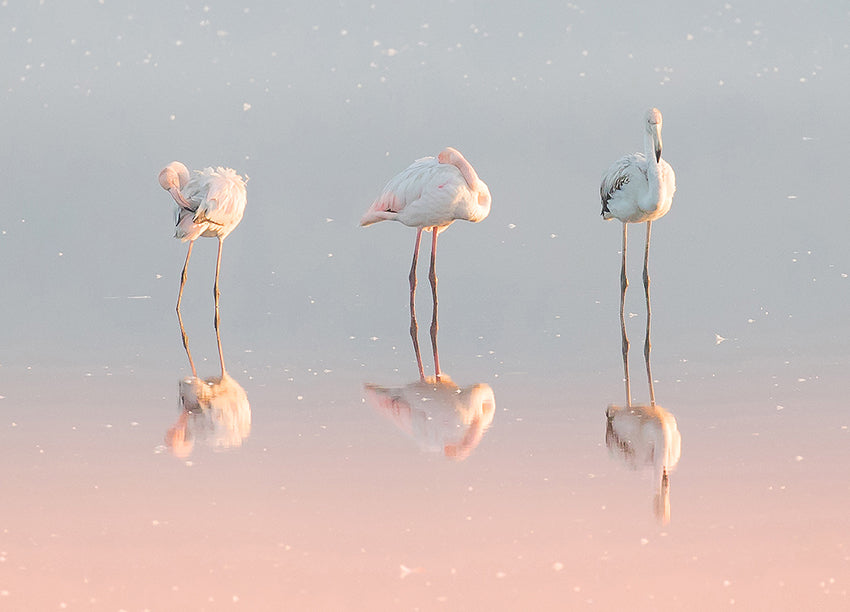 Ljuddämpande tavla - Birds
