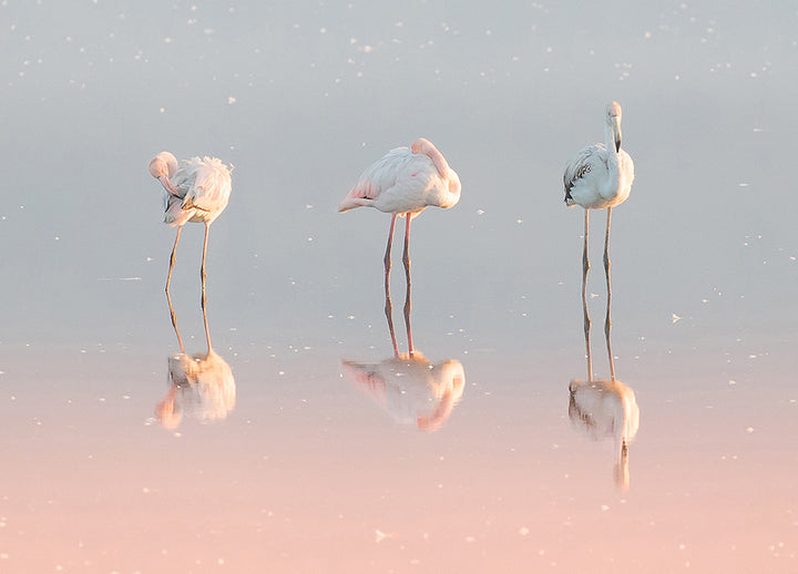 Ljuddämpande tavla - Birds