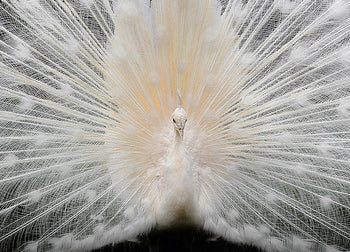 Ljuddämpande tavla - Peacock