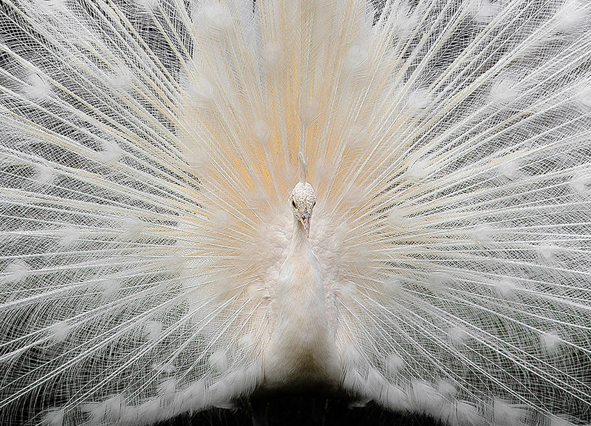 Ljuddämpande tavla - Peacock