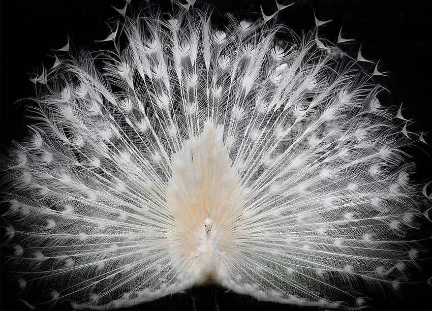 Ljuddämpande tavla - Peacock