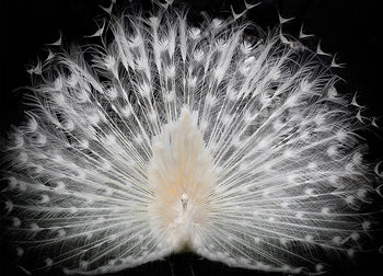 Ljuddämpande tavla - Peacock