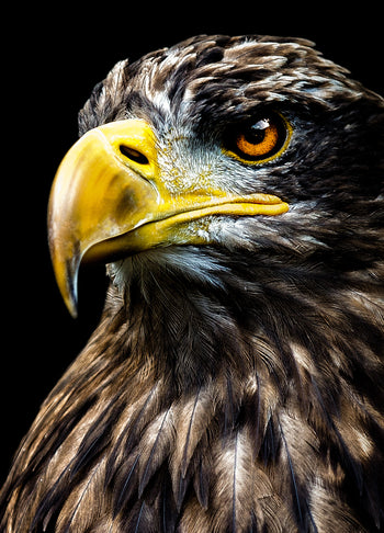 Ljuddämpande tavla - Eagle