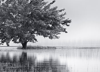 Ljuddämpande tavla - Meadow