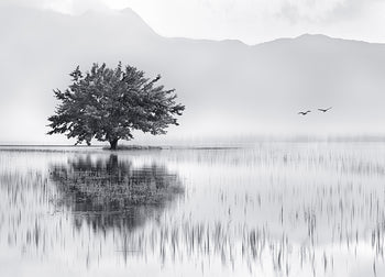 Ljuddämpande tavla - Meadow