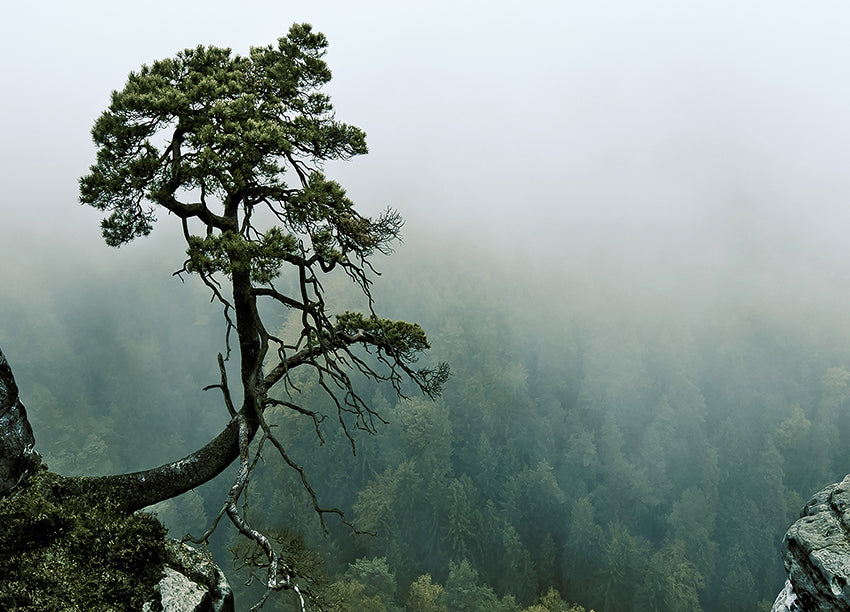 Ljuddämpande tavla - Cliffs