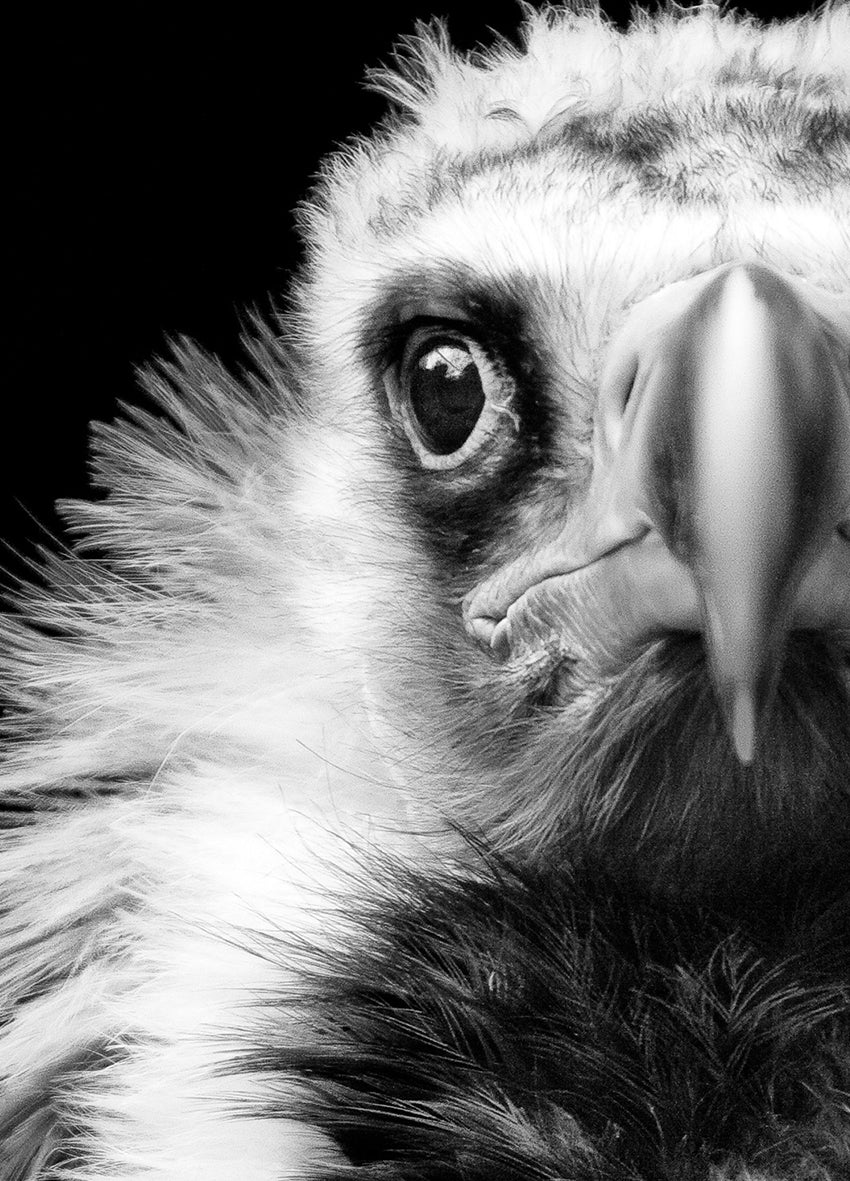 Ljuddämpande tavla - Vulture