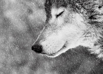 Ljuddämpande tavla - Wolf