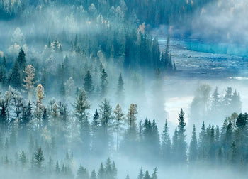 Ljuddämpande tavla - River and Forest