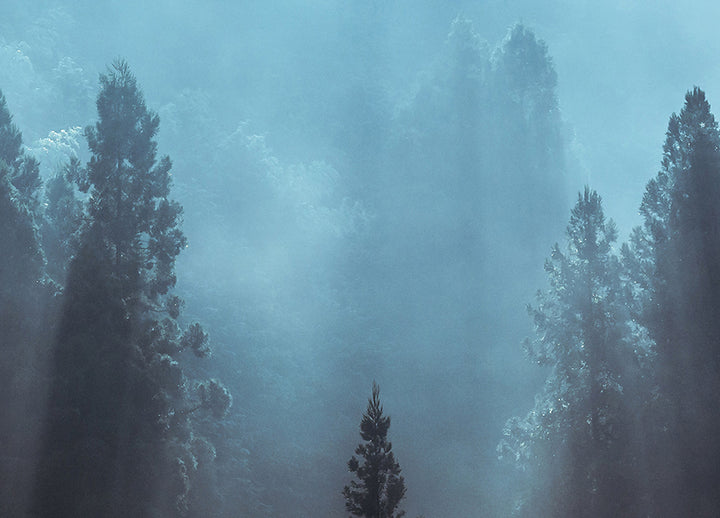 Ljuddämpande tavla - Spruce