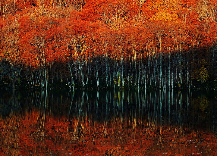Ljuddämpande tavla - Autumn's Spectrum