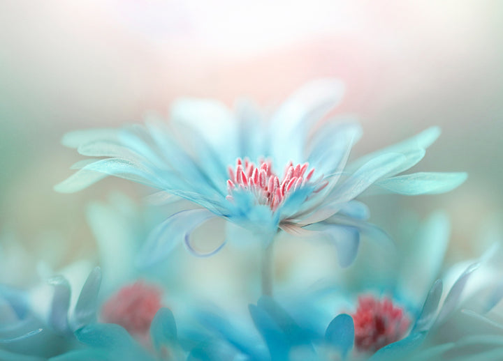 Ljuddämpande tavla - Blue Splendor