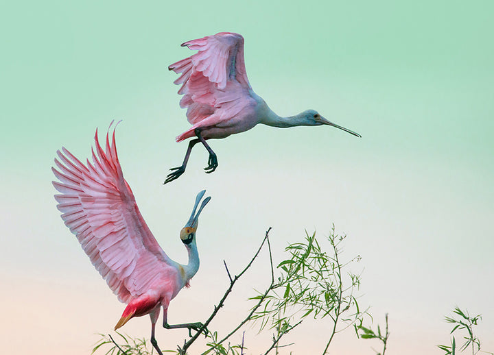 Ljuddämpande tavla - Roseate Spoonbills Den