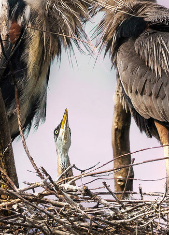 Ljuddämpande tavla - Herons Den