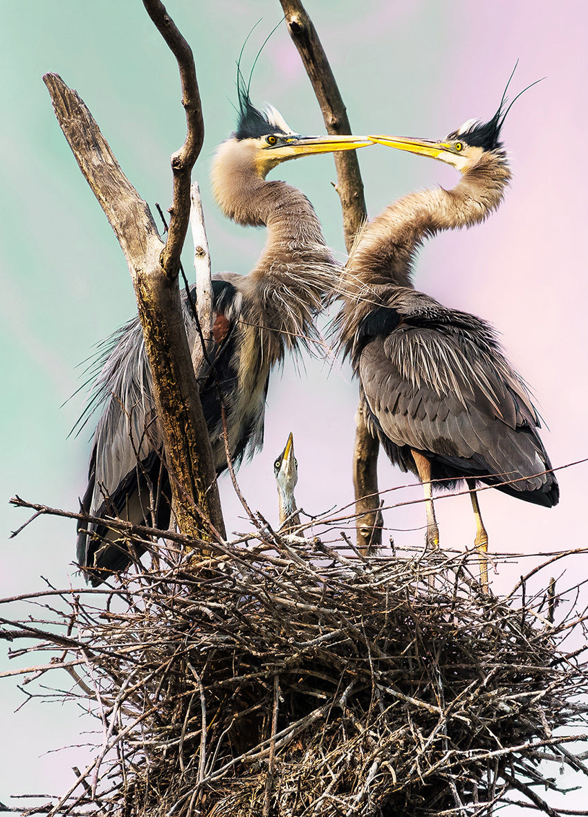 Ljuddämpande tavla - Herons Den