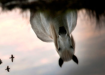 Ljuddämpande tavla - Upside Down