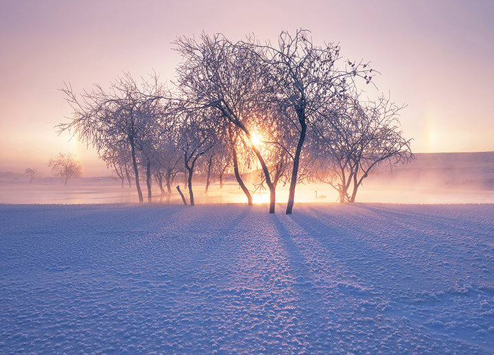 Ljuddämpande tavla - Winter Light