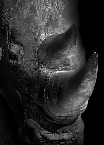 Ljuddämpande tavla - Rhinoceros