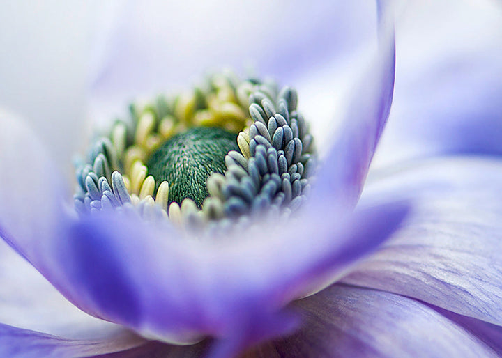 Ljuddämpande tavla - Lilac