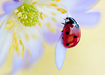 Ljuddämpande tavla - Ladybug