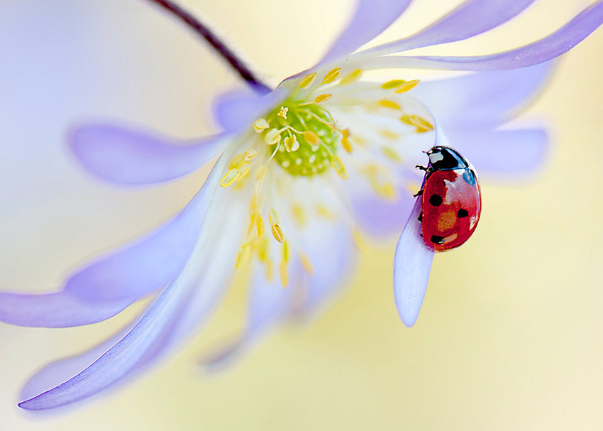 Ljuddämpande tavla - Ladybug