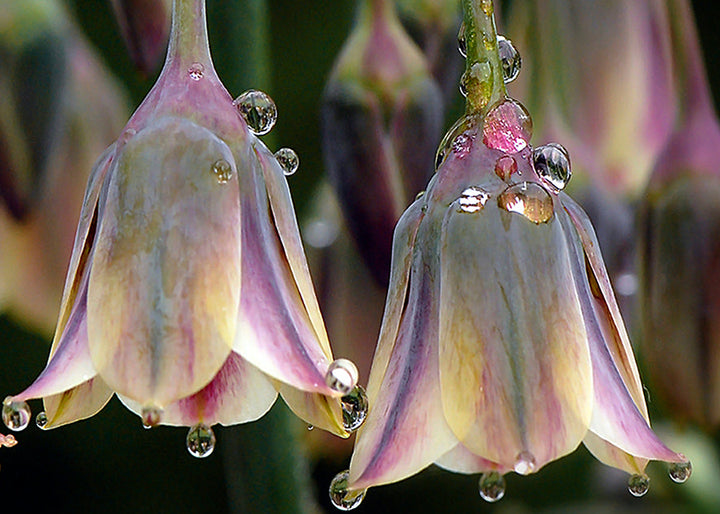 Ljuddämpande tavla - Tulipa