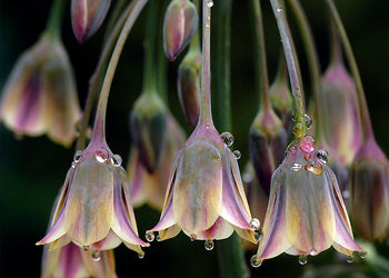 Ljuddämpande tavla - Tulipa