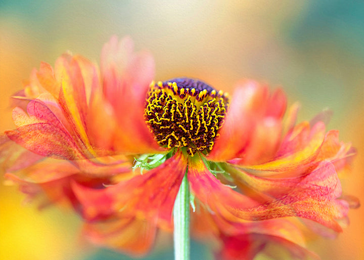 Ljuddämpande tavla - Marigold