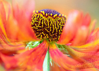 Ljuddämpande tavla - Marigold