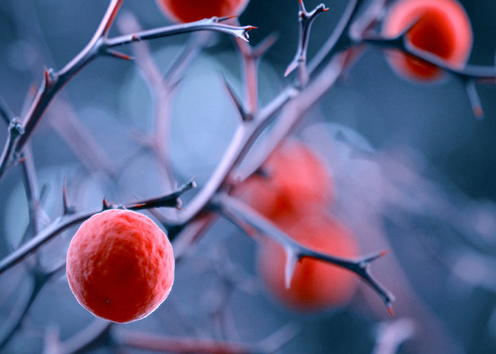 Ljuddämpande tavla - Magical berries