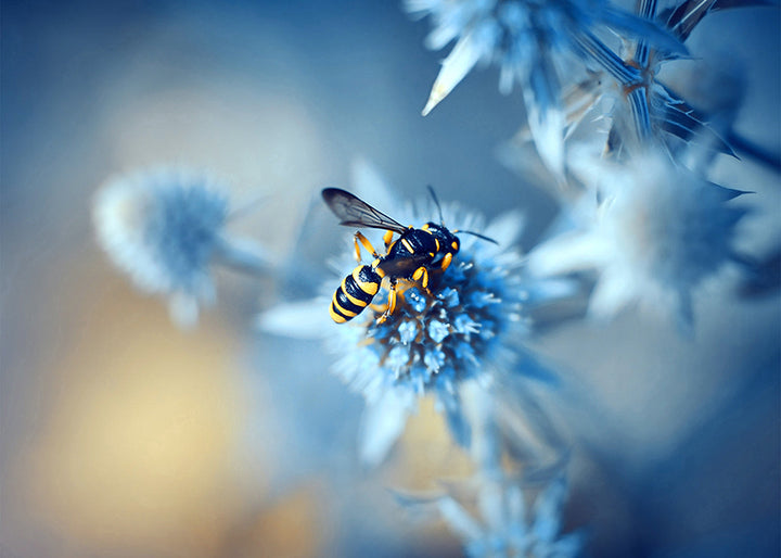 Ljuddämpande tavla - Honeybee